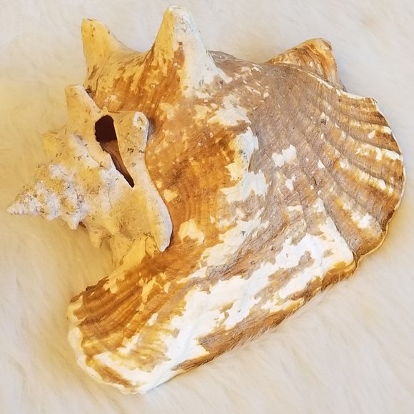 Other - Large Heavy 12" x 8" Petrified Seashell